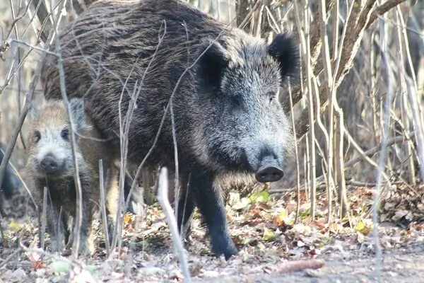 Divlja svinja
